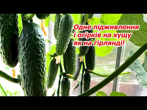Видео: Подкормка, после которой на кусте много огурцов! Что произошло с огурцами через 8 дней.