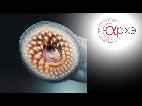 Видео: Кирилл Кузищин| Легко ли жить без черепа?