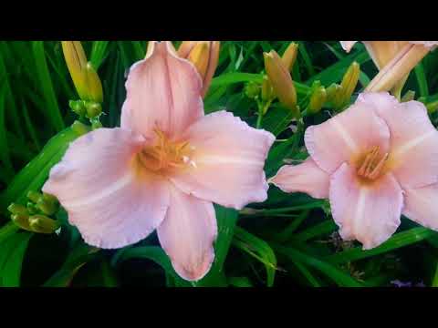 Видео: Лилейники.Ч 2.Семейный сад.