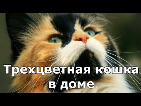 Видео: ПРИМЕТЫ ПРО КОШЕК. Трехцветная кошка в доме.