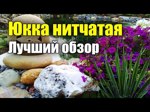 Видео: Юкка нитчатая Как выращивать? Уход, размножение, полив и применение в ландшафте.