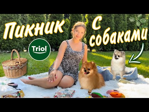 Видео: Пикник с собаками 🐶 распаковка новинок зоотоваров Triol 🐾 #моисобаки #зоотовары