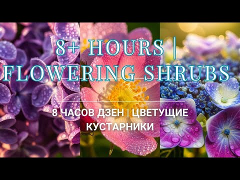 Видео: 8+ Hours: Beautiful Flowering Shrubs for Relaxation & Focus/ 8-часовой видеоряд с цветами