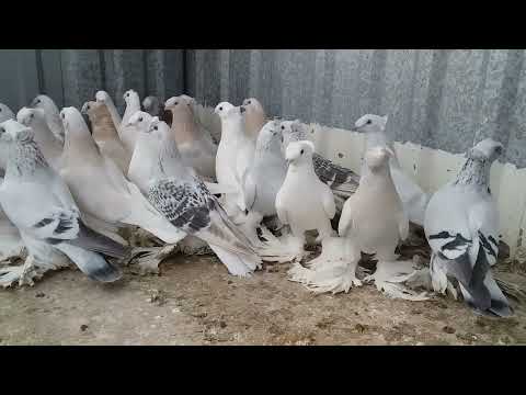 Видео: СИРИЙСКАЯ ТАКЛА!!!(мои птицы)