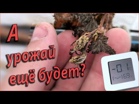 Видео: Последствия майских заморозков. Что на винограднике нужно сделать?
