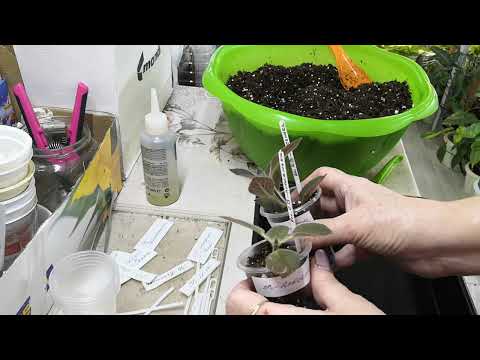 Видео: Новинки колерий, минисиннингий. Сажаем вместе. ч. 1 #комнатныерастения #колерии #домашниецветы