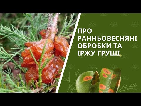 Видео: Іржа груші і ранньовесняні обробки