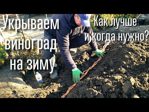 Видео: Когда и как укрывать виноград на зиму. Укрытие молодых и старых кустов. Обработка перед укрытием