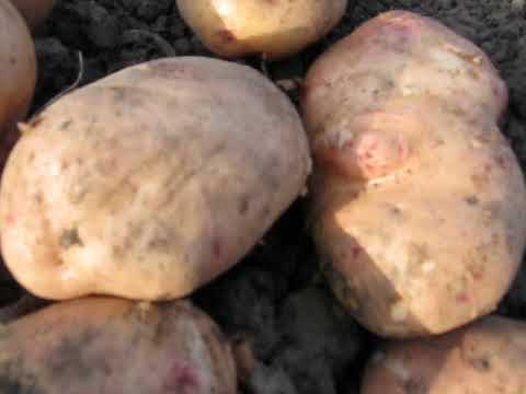 Видео: Картопля Арізона. сорт середній, урожай 2023р.