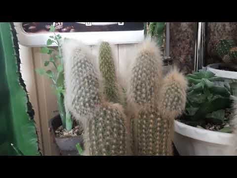 Видео: ОПЯТЬ ОБМАН! ОПЯТЬ ЦЕРИУСЫ!