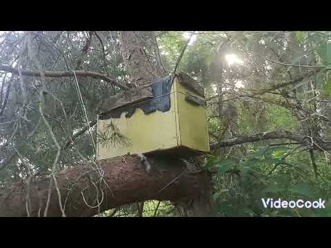 Видео: проверка ловушек на пчёл спустя 2 недели (маршрут 3)