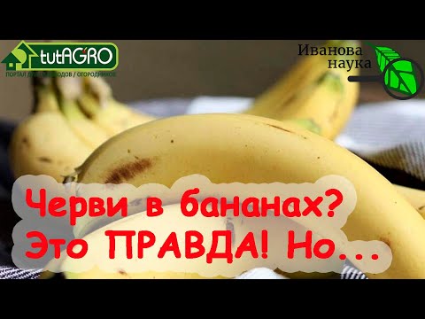 Видео: ЧЕРВИ В БАНАНАХ: да, это ПРАВДА! Но есть нюанс. Мрачная правда о любимом фрукте.