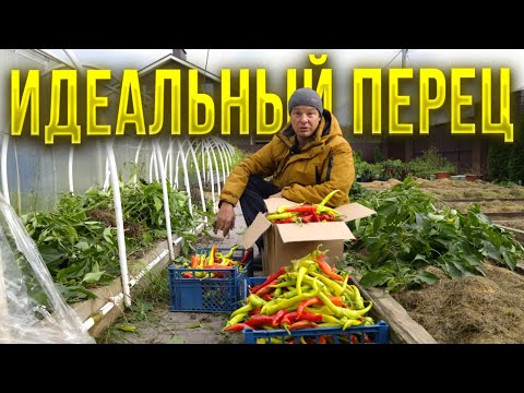 Видео: Об этих тонкостях выращивания Цицака молчат  прожжённые огородники а потом гордятся и хвастаются