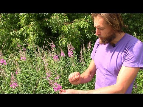 Видео: Иван-чай. Как собирать и заготавливать иван чай чтобы он наполнял вас здоровьем целый год. О иванчае