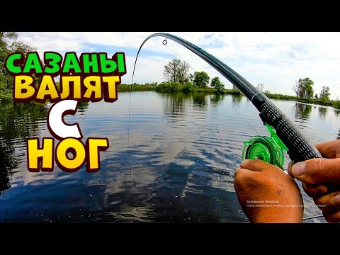 Видео: САЗАНЫ ВЫТАСКИВАЮТ С ЛОДКИ! ловля дикого сазана. рыбалка на удочку с боковым кивком, сазан, карп.