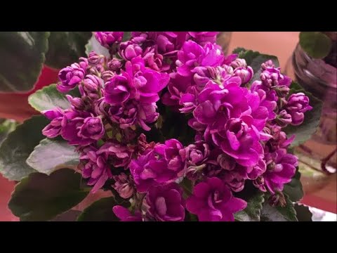 Видео: Обзор всех фиалок в сентябре 2021 г.