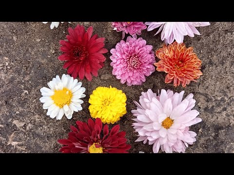 Видео: Хризантемы, маленькие черенки осенью. 