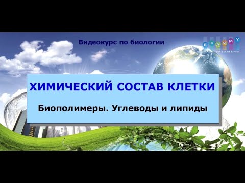 Видео: Химический состав клетки  Биополимеры  Углеводы  Липиды