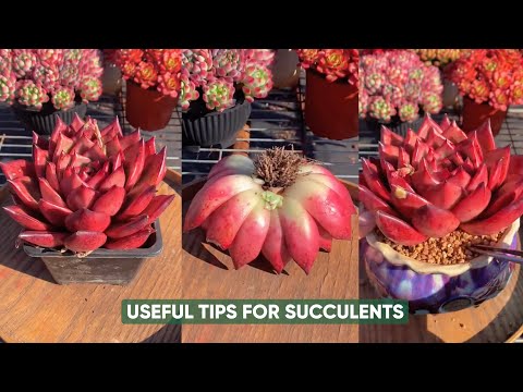 Видео: ПОЛНОЕ руководство по уходу за суккулентами (Полив, пересадка, обрезка и многое другое)