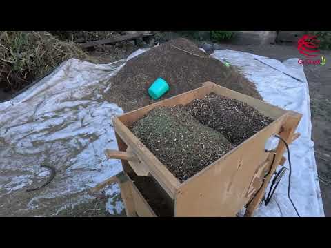 Видео: Десикація і обмолот Гречки. Непогана врожайність лободи і гречки з 50 сотих.