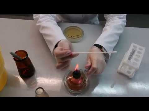 Видео: Посев тампоном открытым методом