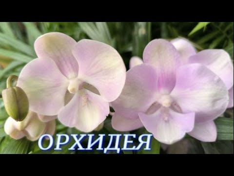 Видео: №1139/ СВЕЖАЯ поставка ОРХИДЕЙ в маг. ОРХИДЕЯ