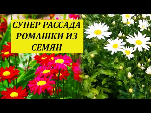 Видео: Выращиваю нивяник рассадой и он зацветает в год посадки. Пересадка рассады в отдельные стаканчики.