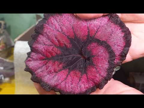 Видео: Распаковка посылочки с бегониями от Елены из г. Барнаул.