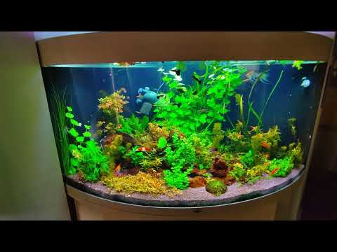 Видео: Почти три месяца после запуска. Калий ушёл? Жду тест, чтобы проверить.