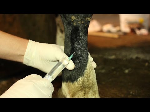 Видео: БЛОКАДА нервов пясти у КОРОВЫ (по Шаброву). Nerve block metacarpus in cows (by Shabrov).