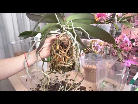 Видео: Как пересадить БОЛЬШУЮ орхидею. Пересадка Янгхом принцесс.