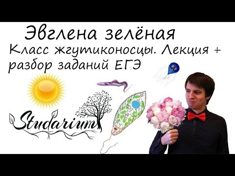 Видео: Эвглена зелёная. Класс жгутиковые (жгутикоконсцы). Лекция и разбор заданий ЕГЭ по теме жгутиковые.