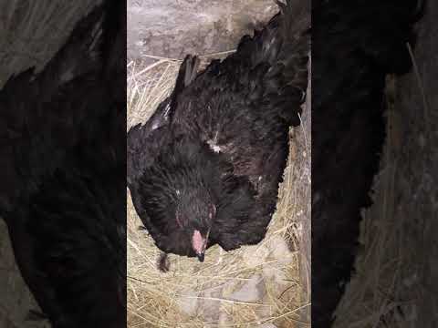Видео: Күрік тауық жайлы мәлімет