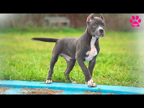 Видео: Кому достанется последний щенок? Американский Булли XL XXL. Мальчики