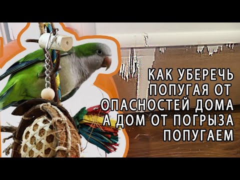 Видео: КАК ОБЕЗОПАСИТЬ КОМНАТУ ДЛЯ ПОПУГАЯ И МИНИМИЗИРОВАТЬ ПОРЧУ ИМУЩЕСТВА ОТ ПОПУГАЯ