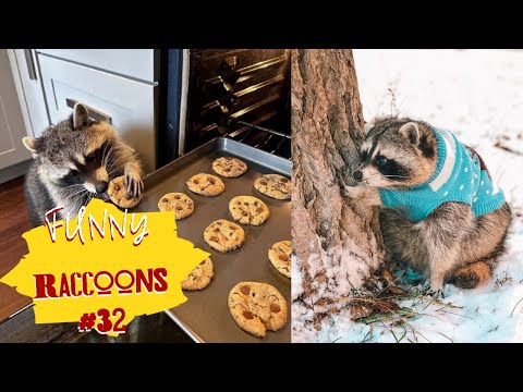Видео: Cмешные ЕНОТЫ #32 / Приколы с ЕНОТАМИ 2024 / Funny Raccoons.