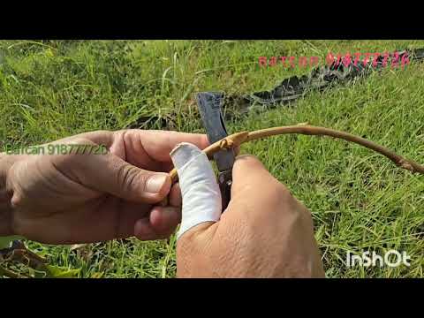 Видео: Пайванди Тирамоҳи Ангур ҳозир вақташ ҳаст 