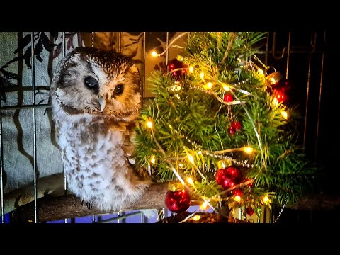 Видео: Совушки, котик и ящерки поздравляют и желают! Пусть всё будет УГУ!