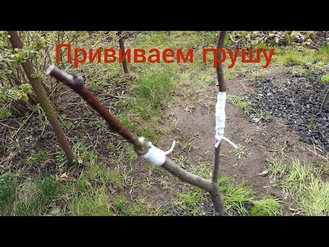 Видео: Два способа прививки. Прививаем грушу.Улучшенная копулировка и боковой расщеп.