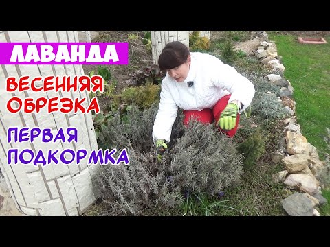 Видео: ОБРЕЗКА ЛАВАНДЫ весной. + Первая ПОДКОРМКА и весенний уход. Pruning lavender in spring.