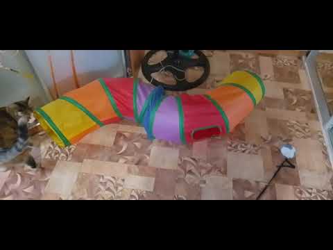 Видео: ГРОМКАЯ НОЧЬ!🛸🛵КОТИКИ ИГРАЮТ!🌅😻🥱