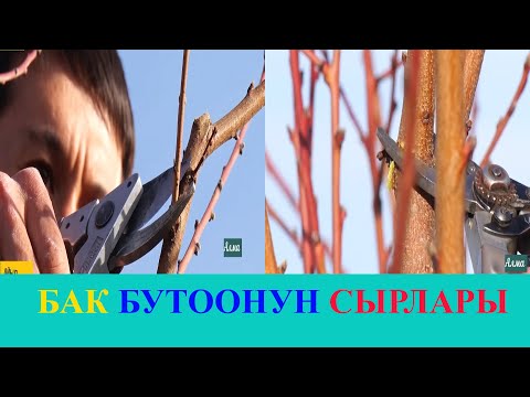 Видео: БАК БУТООНУН СЫРЛАРЫ