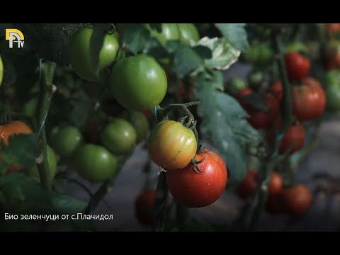 Видео: Био зеленчуци от с.Плачидол
