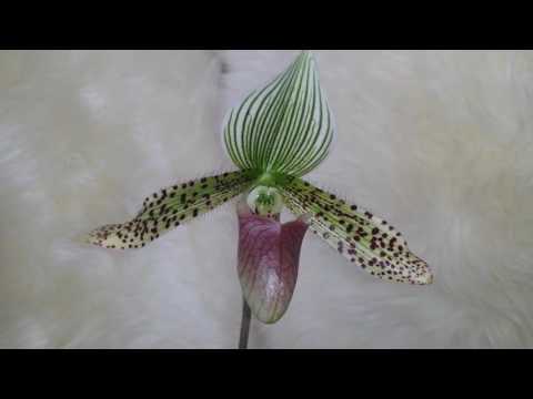 Видео: Пафиопедилюм Сукхакуля (Paphiopedilum sukhakulii) orchid.