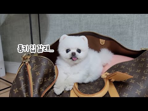 Видео: Наша жизнь в деревне, мои собаки умоляют меня вернуться назад