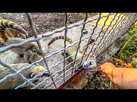 Видео: Маленький носушонок ПОПАЛ в БЕДУ! Я не смогла помочь, главное НЕ НАВРЕДИТЬ, ждем Олега Зубкова!