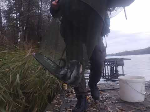 Видео: 2 ноября 2025 г.