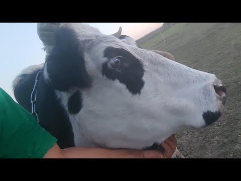 Видео: Село, вечір, корови