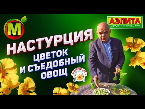 Видео: Настурция – СЪЕДОБНЫЙ ЦВЕТОК, который быстро начинает цвести.