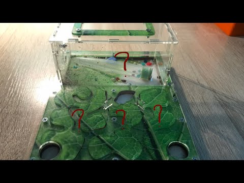 Видео: Как поживают мои муравьи жнецы?